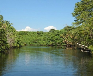 Recorrido por manglaternera